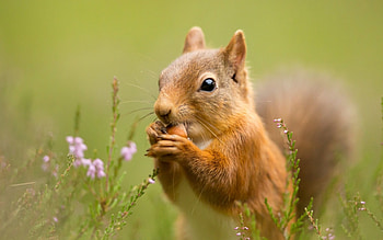 Squirrel, animal, pink, flower, green, red, cute HD wallpaper