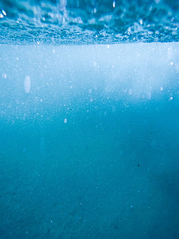 Discover the serene beauty of Cape Town's ocean depths in this captivating underwater . HD phone wallpaper