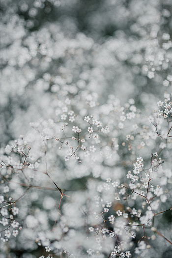 Flowers, Plant, Macro, Gypsophila, Gipsophila HD phone wallpaper