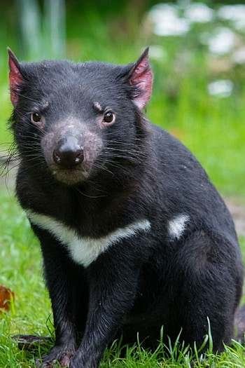 Animated animal GIF, Beutelteufel Tasmanian Devil, Cute animal GIF, Australian wildlife HD phone wallpaper