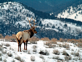 Elk winter, winter, animal, elk, snow, mountain HD wallpaper
