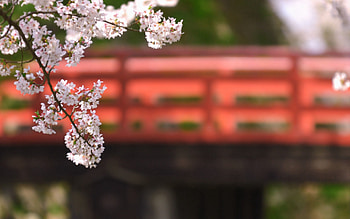 Spring, Nature, Bloom, Flowering, Branch HD wallpaper