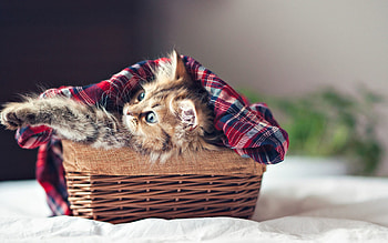 Animals, Fluffy, Kitty, Kitten, Basket, Plaid, Take Shelter, Take Cover HD wallpaper