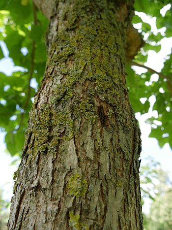 Catalpa bignonioides, Gemeiner trompetenbaum, Amerikanischer trompetenbaum, Van den Berk Baumschulen HD phone wallpaper