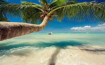 Beautiful Palm Tree Over Caribbean Sea, sea, sand, tropical, paradise, beautiful, beach, sailboats, summer, palm tree, clouds HD wallpaper