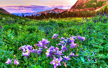 Wildflower Valley, blossoms, clouds, sky, mountains, spring, sunset HD wallpaper