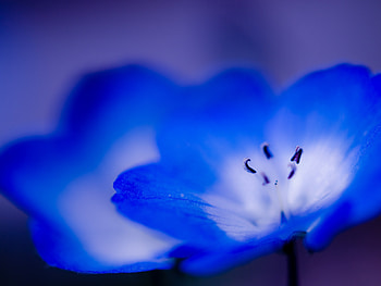 Flower, Macro, Shine, Light, Petals, Light Coloured, Stains, Spots HD wallpaper