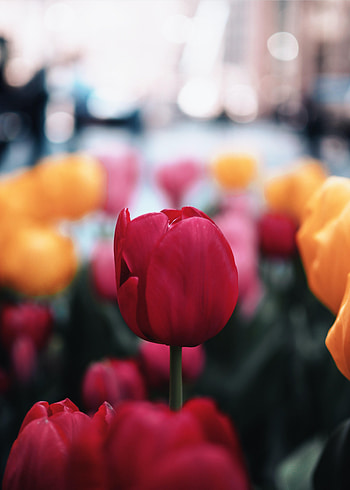Flowers, Flower, Plant, Macro, Bloom, Flowering, Tulip HD phone wallpaper