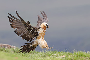 Bearded Vulture, Bird graphy, The flacks, Bearded Vulture HD wallpaper