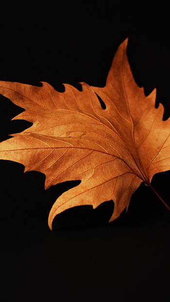 Brown autumn leaf, Nature's beauty, , background HD phone wallpaper