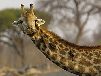 Animals, Birds, Spotted, Spotty, Head, Giraffe HD wallpaper