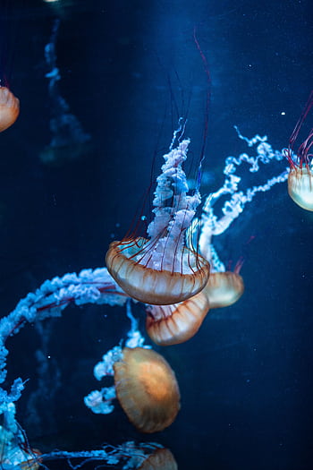 Mesmerizing display of jellyfish with flowing tentacles in underwater setting. HD phone wallpaper