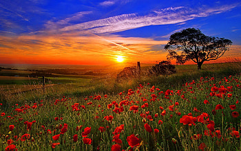 Sunset field, rays, sunlight, glow, sunrise, nice, poppies, shine, sun, sunset, golden, slope, sundown, meadow, beautiful, grass, orange, tree, summer, pretty, field, light, nature, sky, flowers, lovely HD wallpaper