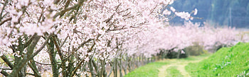 Preview spring, trees, flowering, garden, road, country HD wallpaper