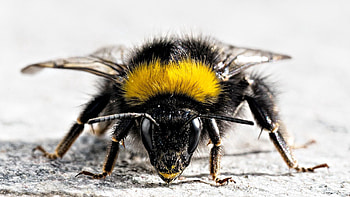 Macro, Surface, Insect, Striped, Bee, Wings HD wallpaper