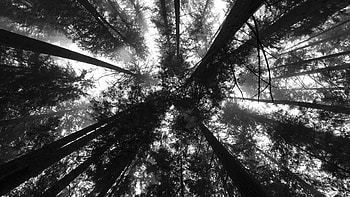 Trees, Leaves, Bottom View, Forest, Black And White, Forest Nature HD wallpaper