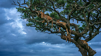 A napping pride of Lionesses, Serengeti National Park, Tanzania, Animal, lion HD wallpaper