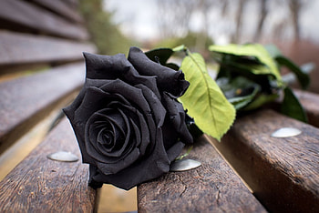 rose, abstract, graphy, flower HD wallpaper