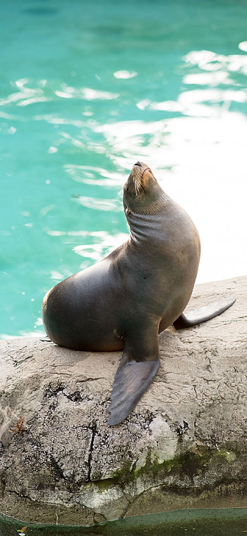 Cute seal , Sea lion cuteness, Adorable marine creatures, backgrounds HD phone wallpaper