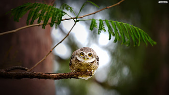 sweet little owl, sweet, owl, little, tree HD wallpaper