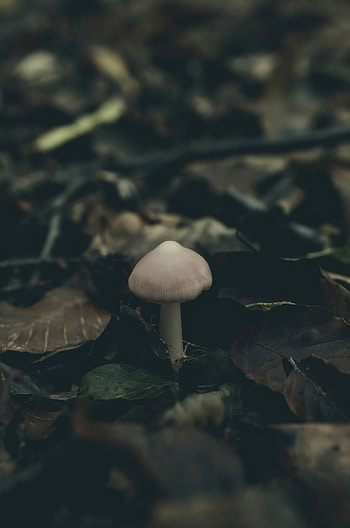 Autumn, Macro, Mushroom, Foliage HD phone wallpaper