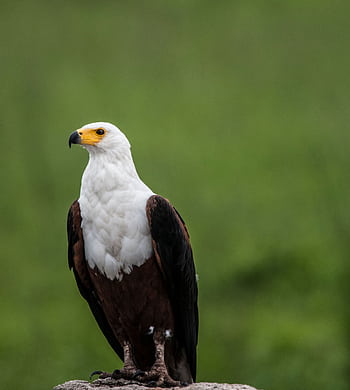 Close-up of an African Fish Eagle perched, showcasing its natural habitat in Kruger Park. HD phone wallpaper
