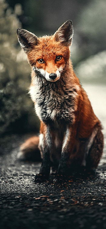 Artistic fox , quality, Unique design HD phone wallpaper
