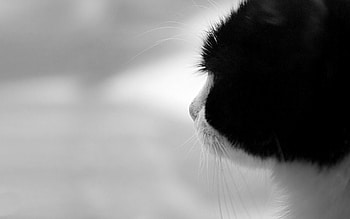 Animals, Cat, Muzzle, Color, Wool HD wallpaper