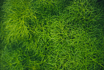 Grass, Plant, Macro HD wallpaper