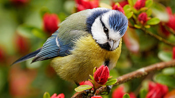 Eurasian blue tit, Paridae, Blue tit, Cyanistes, Caeruleus HD wallpaper