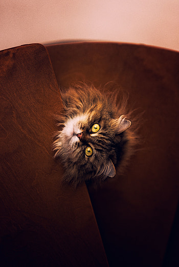 Cat, feline, fluffy HD phone wallpaper