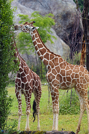 Animals, Giraffes, Bush, Animal, Neck HD phone wallpaper