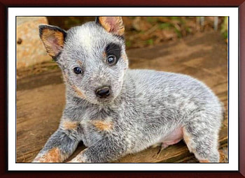 BLUE HEELER PUPPY, PUPPY, NATURE, HEELER, BLUE HD wallpaper