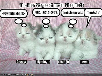 the four stages of sleepatude!!!, kits, funny, sleepniess, kitties HD wallpaper
