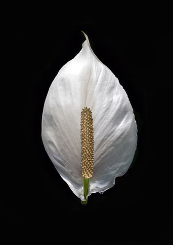 Flowers, Flower, Minimalism, Lily HD phone wallpaper