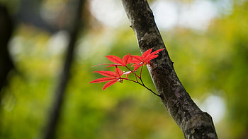 Leaf high quality , U HD wallpaper