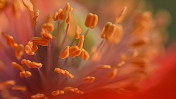 Yellow Poppy Stamens Flower Blur Background Macro graphy graphy HD wallpaper
