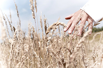 Grass, Hand, Miscellanea, Miscellaneous, Field, Touching, Touch HD wallpaper