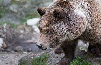 Animals, Grass, Brown, Bear, Wool HD wallpaper