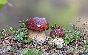 Mushrooms and Lingonberries, two, berries, mushrooms, macro HD wallpaper