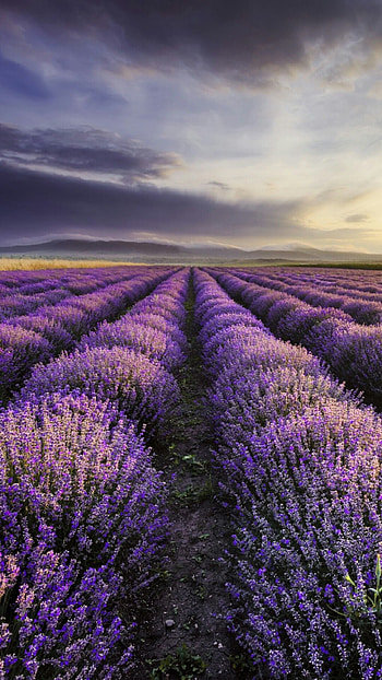 Texas Hill Country, Red sunset landscape, Lavender fields HD phone wallpaper