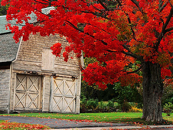Autumn, grass, house, tree HD wallpaper
