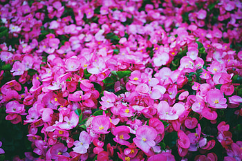 Flowers, Pink, Bright, Polyana, Glade HD wallpaper