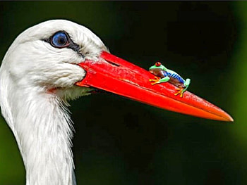 Intruder, cool, funny HD wallpaper