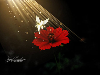 Fairy, red, beautiful, amoled, bloom, dark, flower HD wallpaper