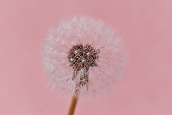 Close-up of a dandelion with seeds on a pink background, highlighting fragility and grace. HD wallpaper