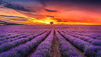lavender , Background , Lavender fields, Nature's charm HD wallpaper