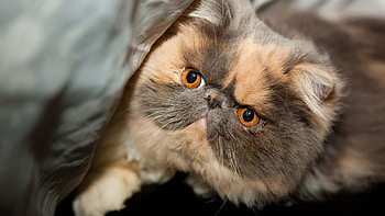 Exotic Shorthair Cat, , Baltana HD wallpaper