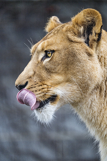 Animals, Big Cat, Lioness, Protruding Tongue, Tongue Stuck Out, Profile HD phone wallpaper