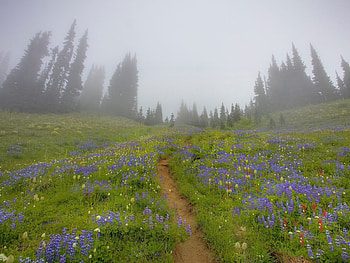 Plants, Landscape, Flowers HD wallpaper